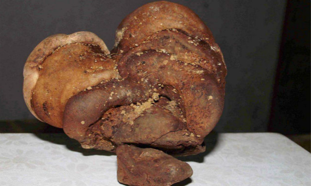 坟墓上长的棺材菌,棺材里长的白色菌有什么医疗作用