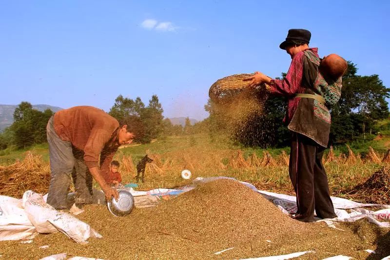 大凉山特产苦荞香茶,大凉山高山黑苦荞茶