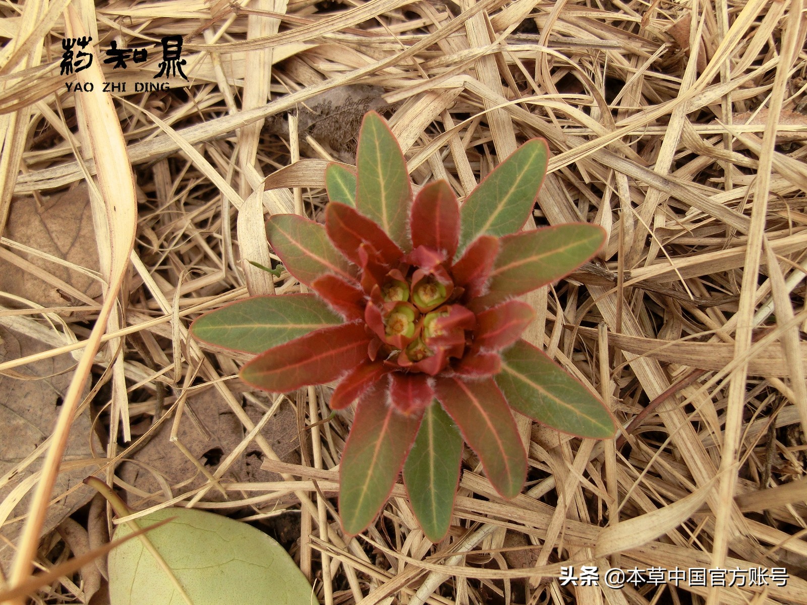 【本草百科·药知鼎——狼毒】花美却是恶毒之药，杀飞鸟走兽