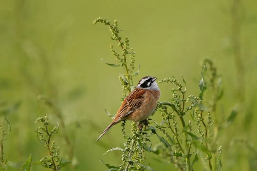 拍鸟平民镜头,业余爱好拍鸟装备