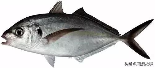 潮汕热销海鲜品种,潮汕常见的海鲜大全