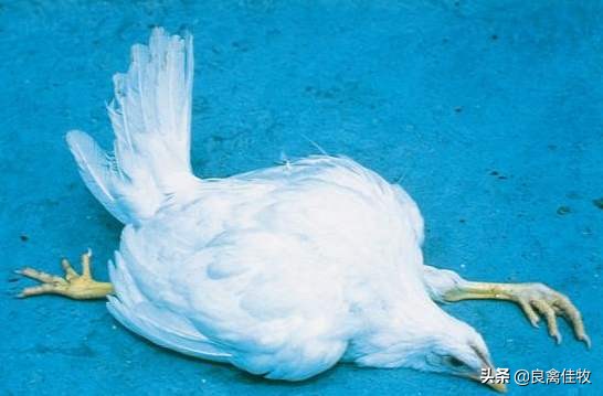 鸡马立克病症状和治疗,鸡马立克氏病讲解