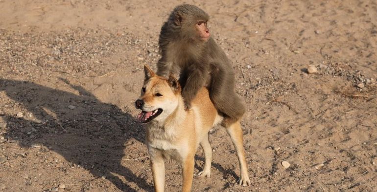 诛仙为什么这么多人吐槽,诛仙哪些是坏的