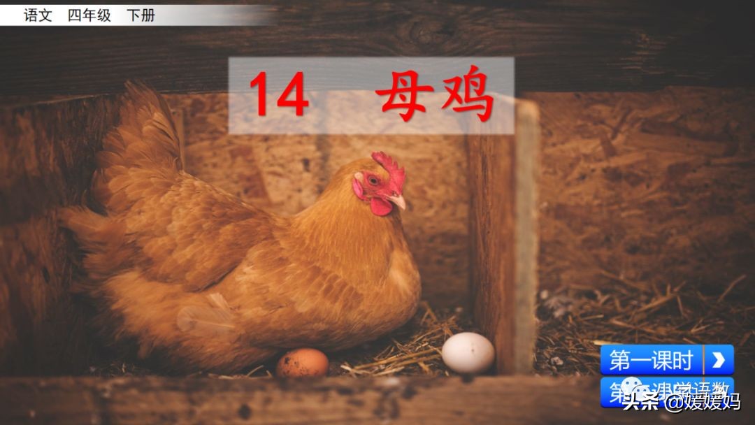 四年级下册第13课小练笔仿写母鸡,四年级下册14课母鸡的预习完整版