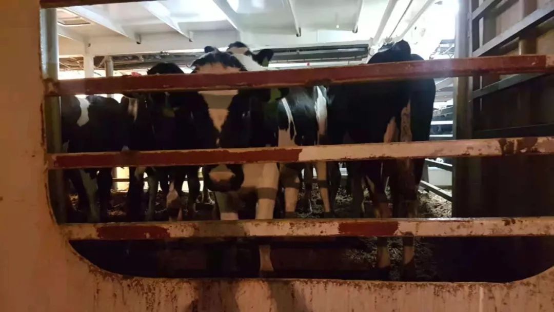 6000多头“澳妞”登陆京唐港中澳贸易即将零关税安格斯关税直降2%