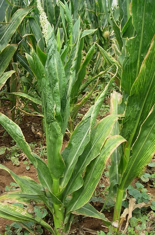 激素农药药害,激素型除草剂的危害