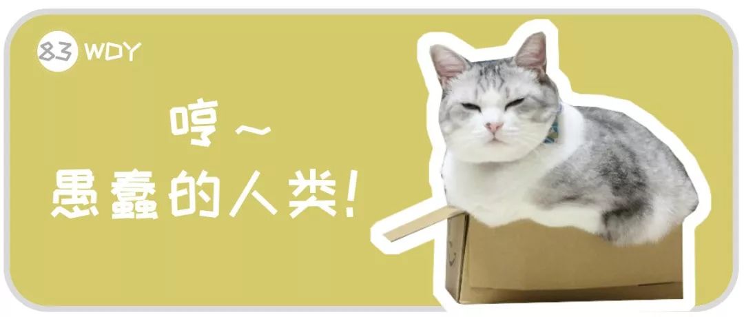 为什么猫咪不愿意睡在纸箱子里,猫咪为什么不睡猫窝要睡床