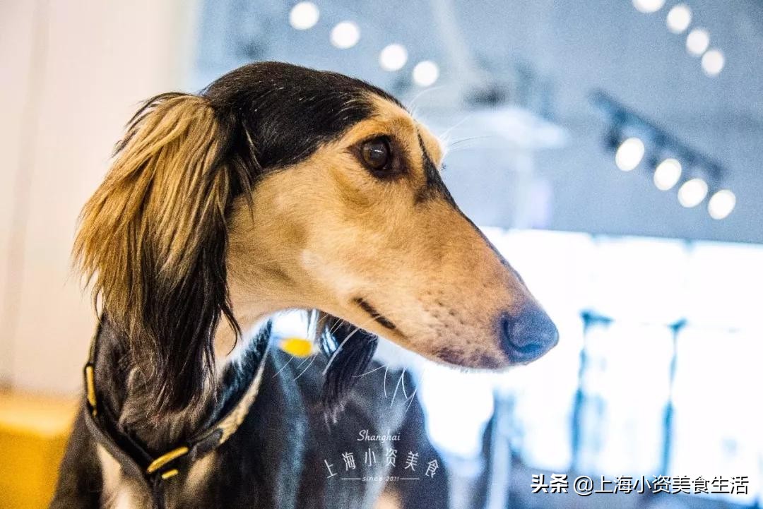 魔都哈士奇体验馆宠物咖啡,魔都哈士奇咖啡馆