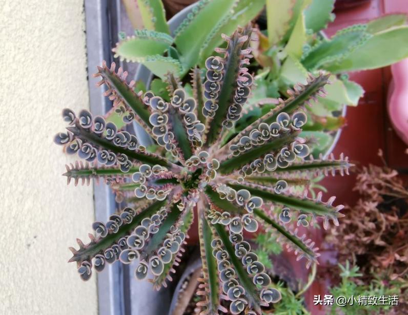 无根不死鸟嫁接长寿花教程,长寿花这样嫁接花期长还不会烂根