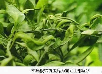 柑橘病虫害最新防治技术,柑橘病虫害详解视频教程