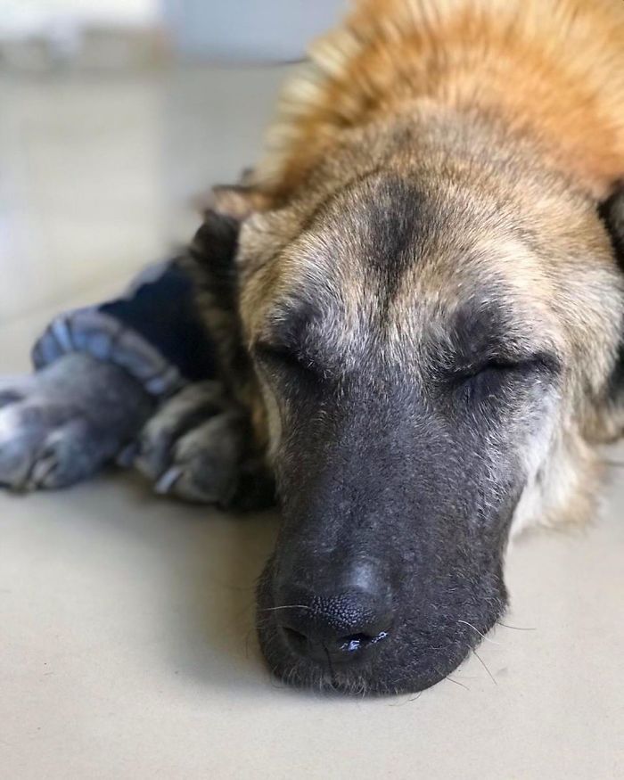 无良犬舍的秘密！过度繁殖导致狗狗子宫脱落！一度失去生活的希望