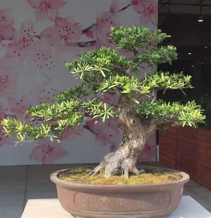 最值得收藏的六种盆景树种是哪些,西北盆景树种100种