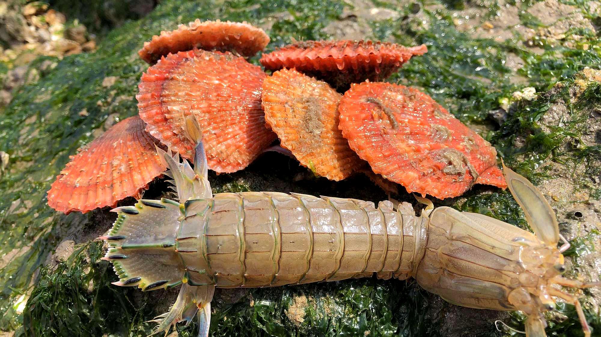 青岛看海赶海攻略,青岛夏天免费赶海圣地