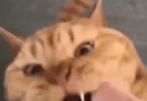 猫咪界干饭王,喵界干饭王