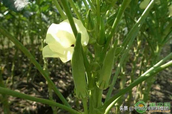 秋葵的种植时间和方法视频教程,秋葵种植的株距与行距