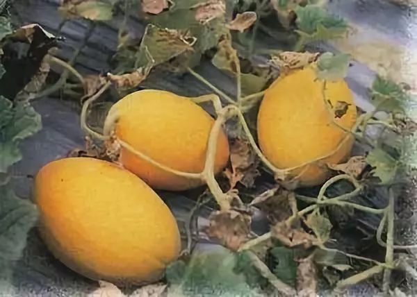 全新疆著名的特产,盘点十大新疆的特产