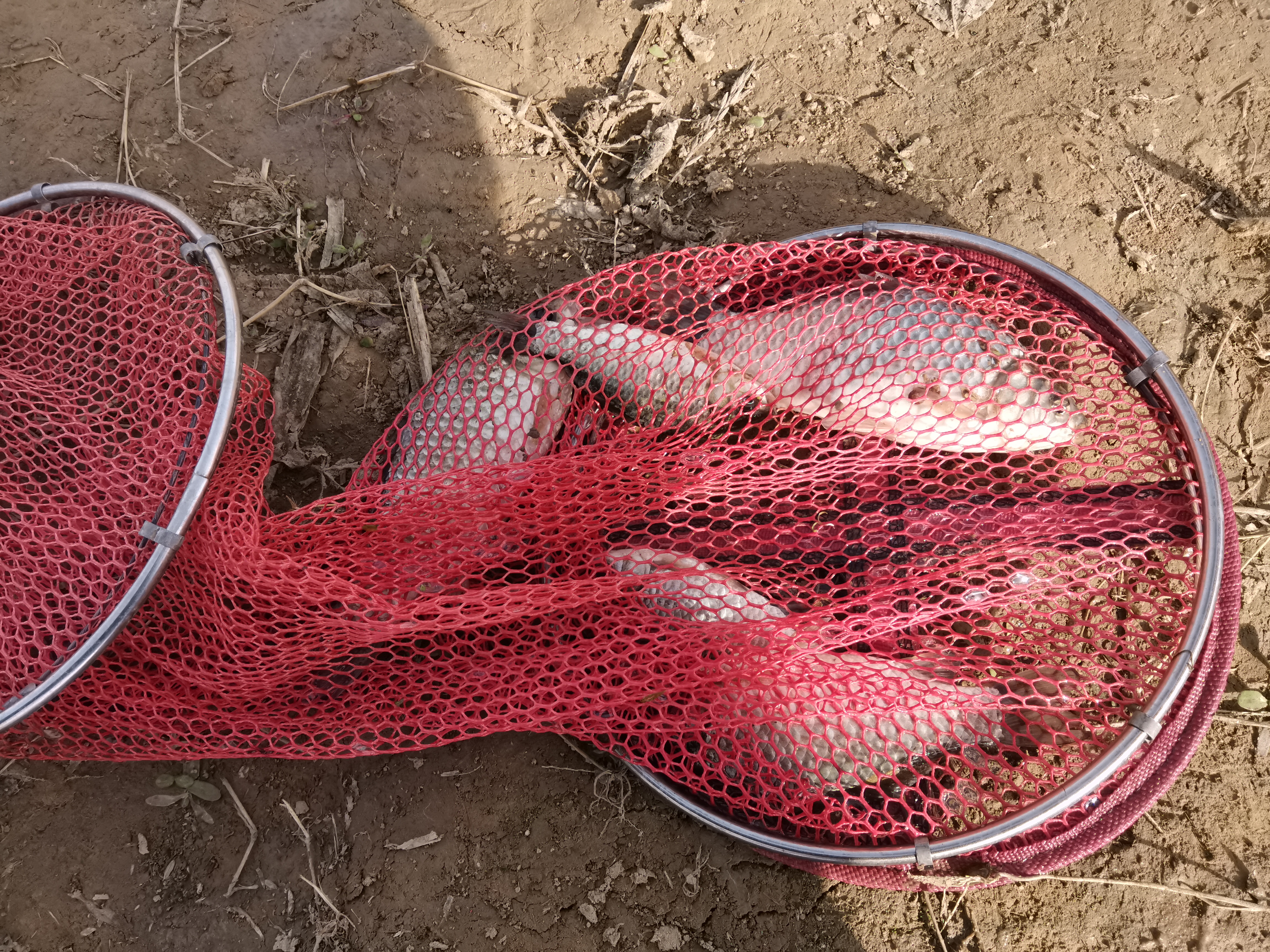 干直播真的很赚钱吗,钓鱼做直播或者视频能挣钱吗