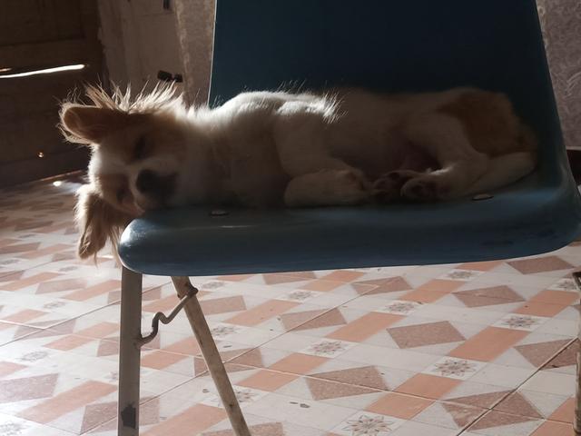 小狗吃多了怎么办简单3步解决,小狗吃多了怎么解决