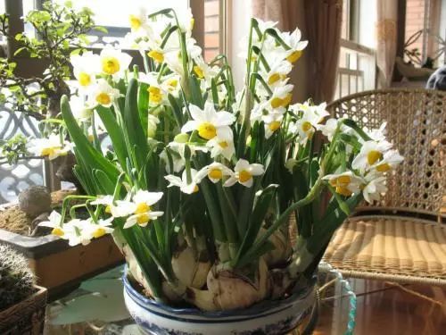 水仙花后期怎么管理,水仙花复花小技巧