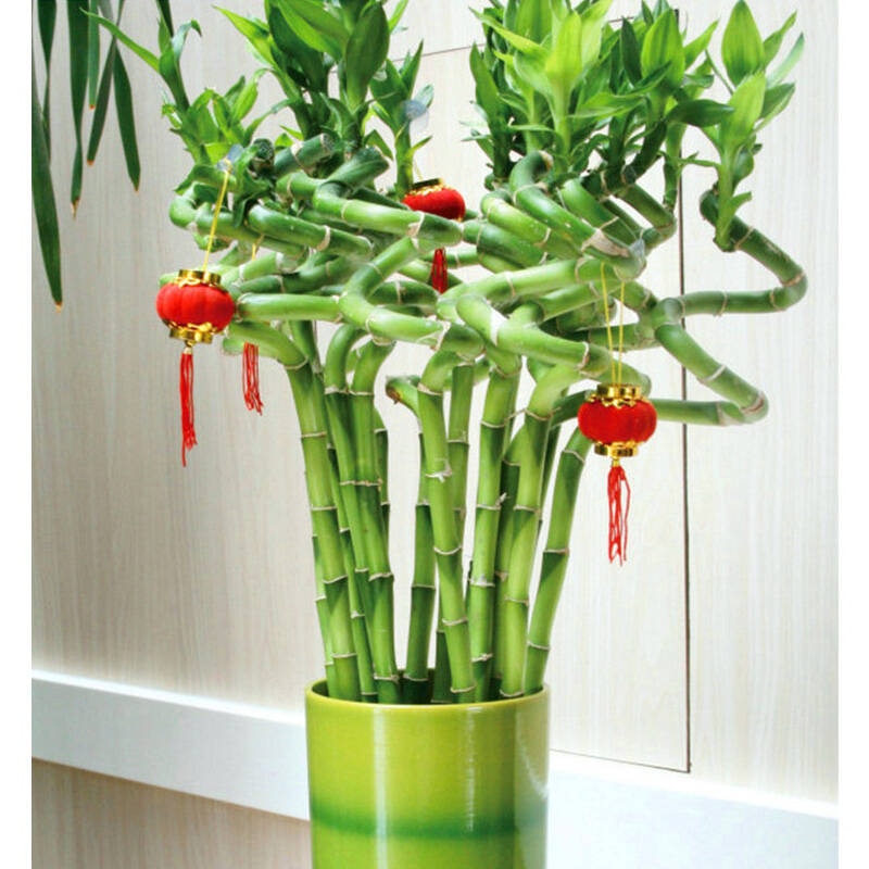 家里养什么花好看又好养又旺风水,12种吉祥花适合养在家里