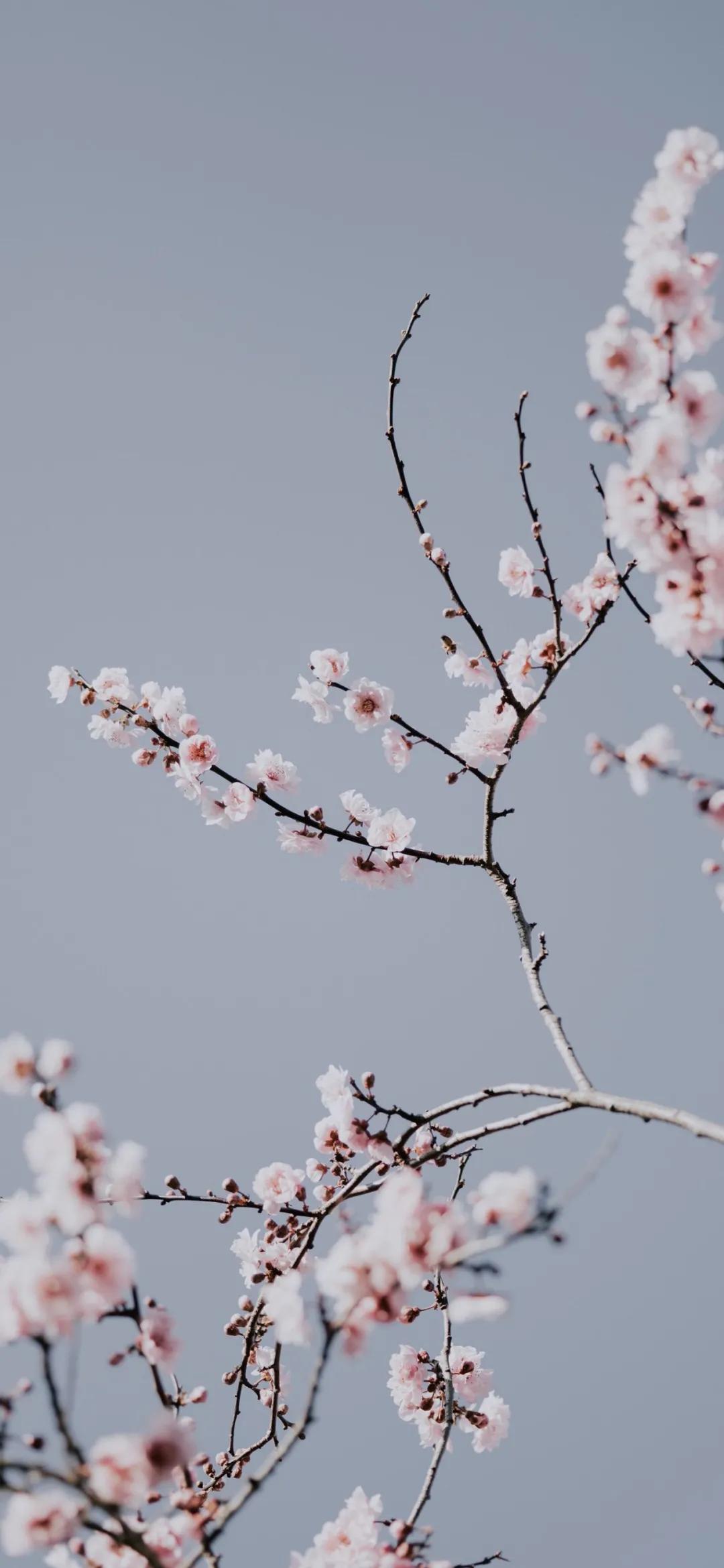 文艺素雅治愈植物手机壁纸,唯美治愈系手机壁纸植物