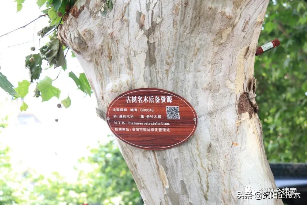 资阳和平路又到了飘“毛毛雨”的时候