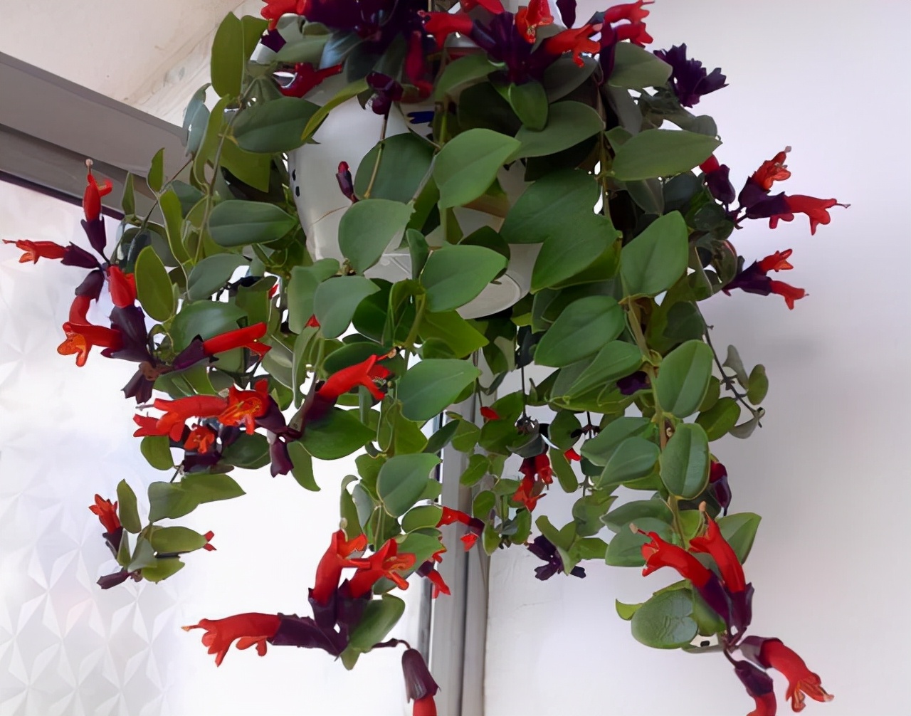 阳台养什么吊兰最好看,吊兰三月开花好吗