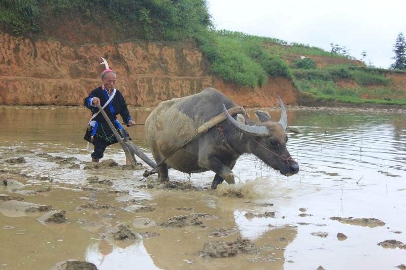 牛胃里的水蛭,牛胃里吃进异物表现