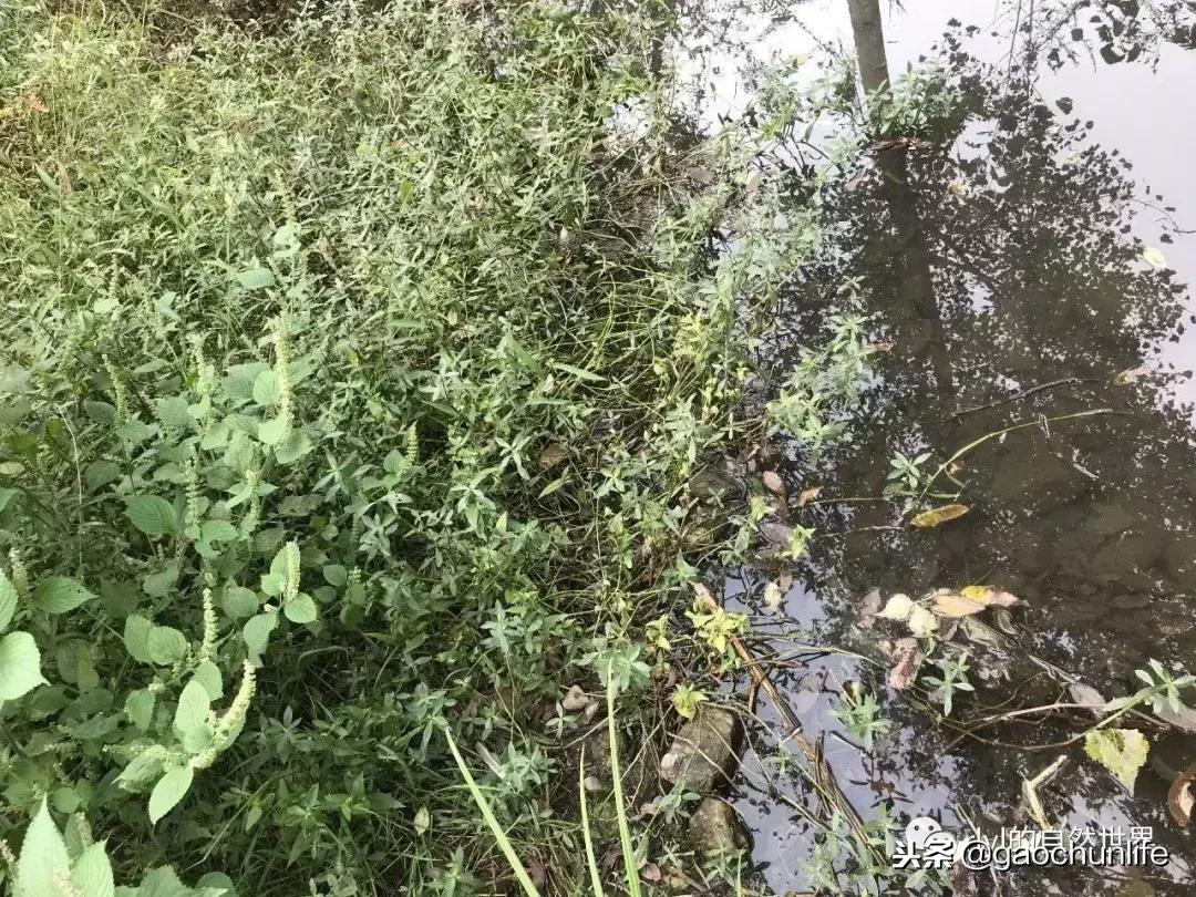 大草龟和小草龟谁好养,变异草龟和草龟的区别