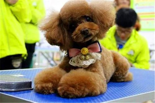 让泰迪最快熟悉的办法有哪些呢,遛泰迪的时候应该注意什么