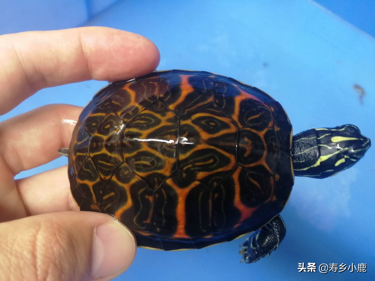 火焰龟歪头纹是怎么样的,火焰龟歪头纹有变异基因吗