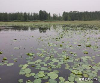 水产养殖新模式,微山湖虾蟹混养