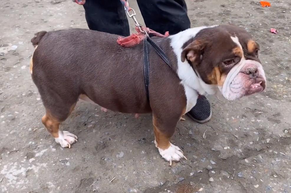 河南:5年前17万买的英牛,如今沦落到狗市,网友:3000都嫌贵