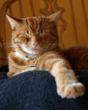 猫咪年老时常遇到的病症，爱它请给它足够的关怀