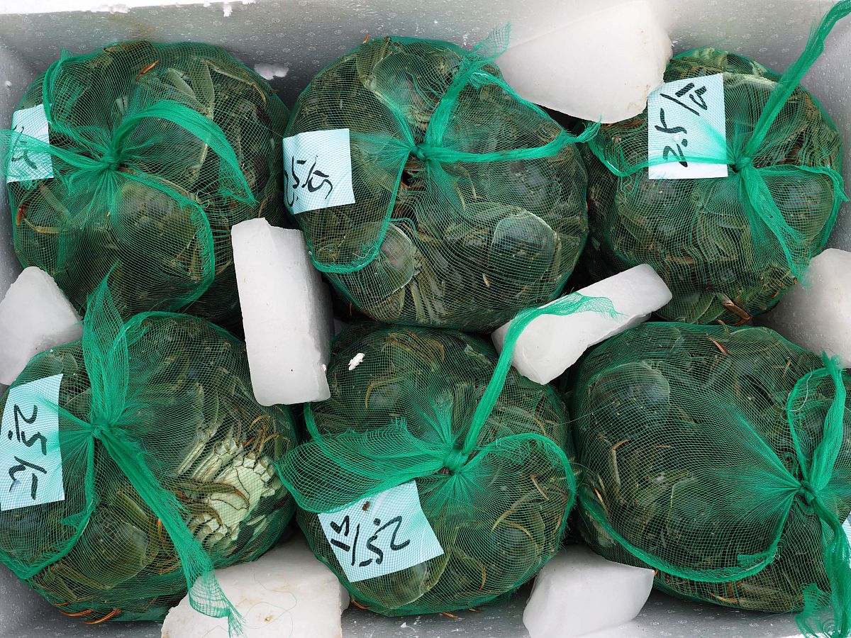 螃蟹公蟹怎么挑选才是正确的,螃蟹怎么选择公蟹还是母蟹好