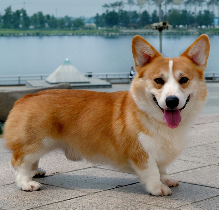 “烧钱”厉害的几种狗狗，你家养了吗？