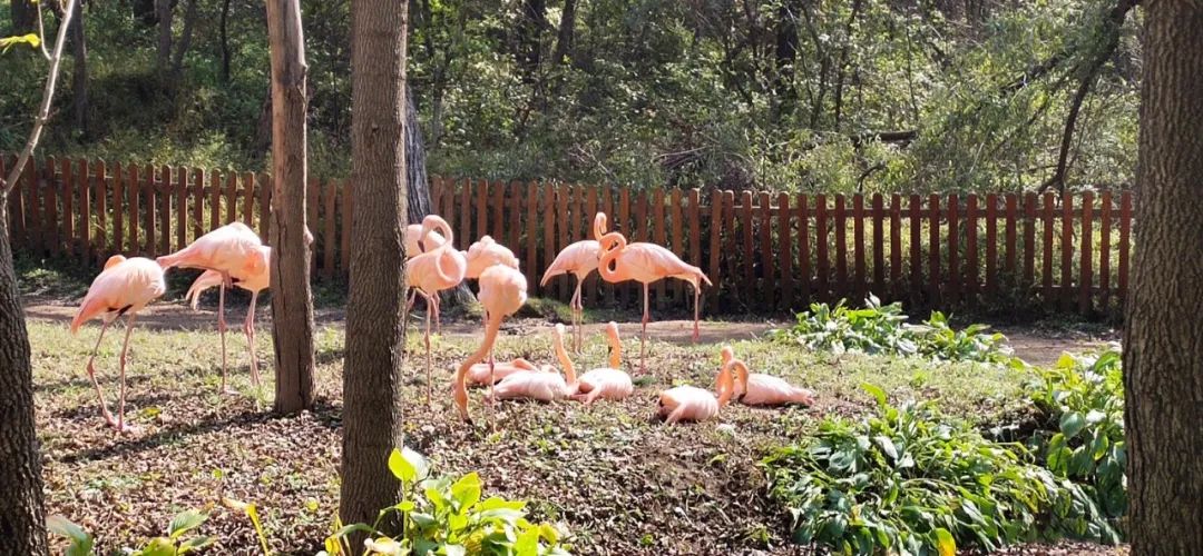 今起东北虎园大门票半价!近百种珍稀动物,带你走进现实版动物世界!