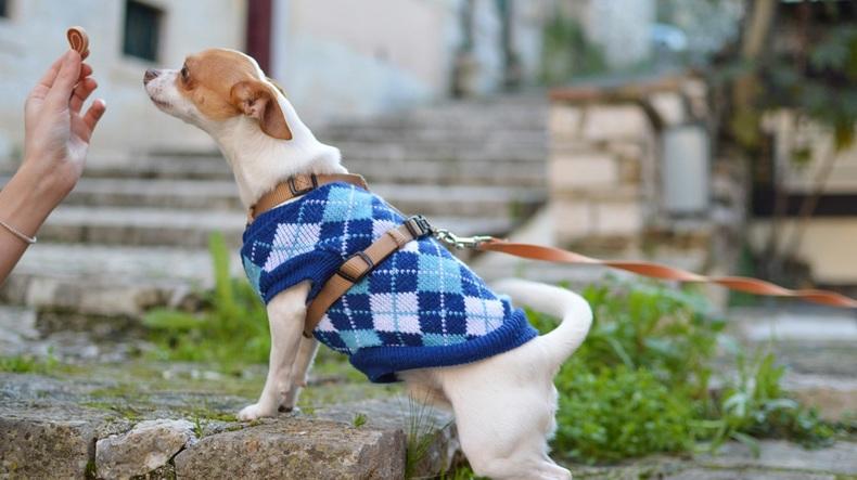 宠物店招商加盟一般多少钱,宠物店2万元加盟开店