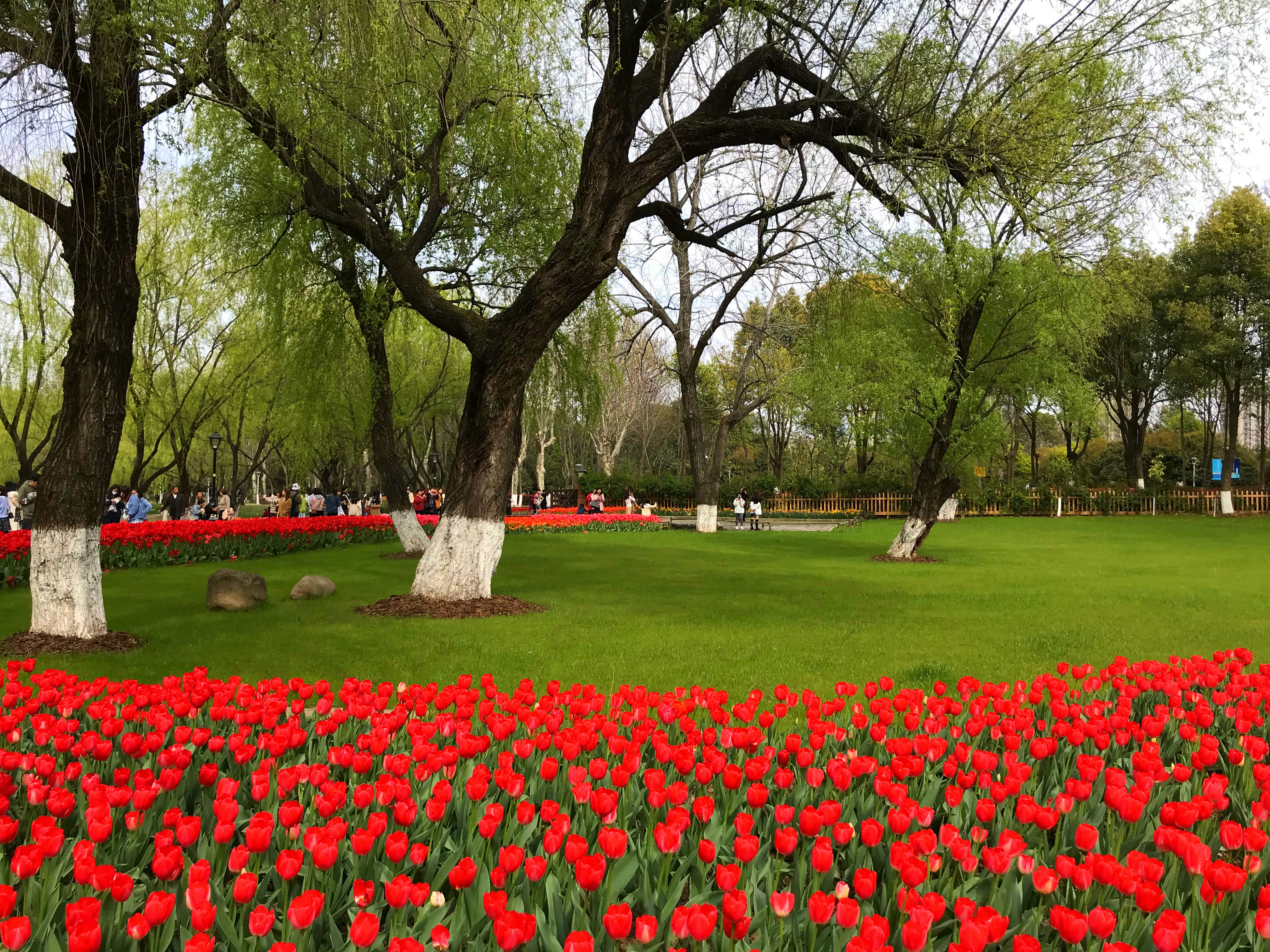 荷兰风情花园,南京绿博园的美丽