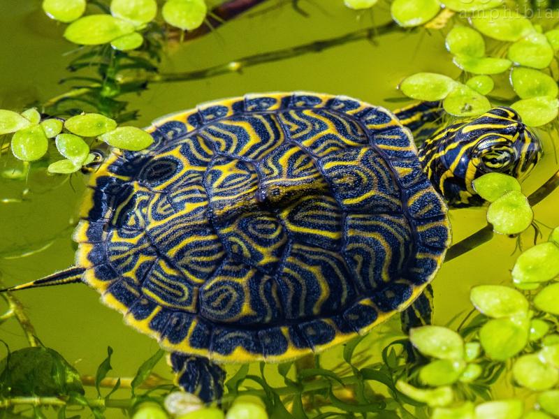 镇宅五大灵性宠物,养什么宠物能镇宅招财