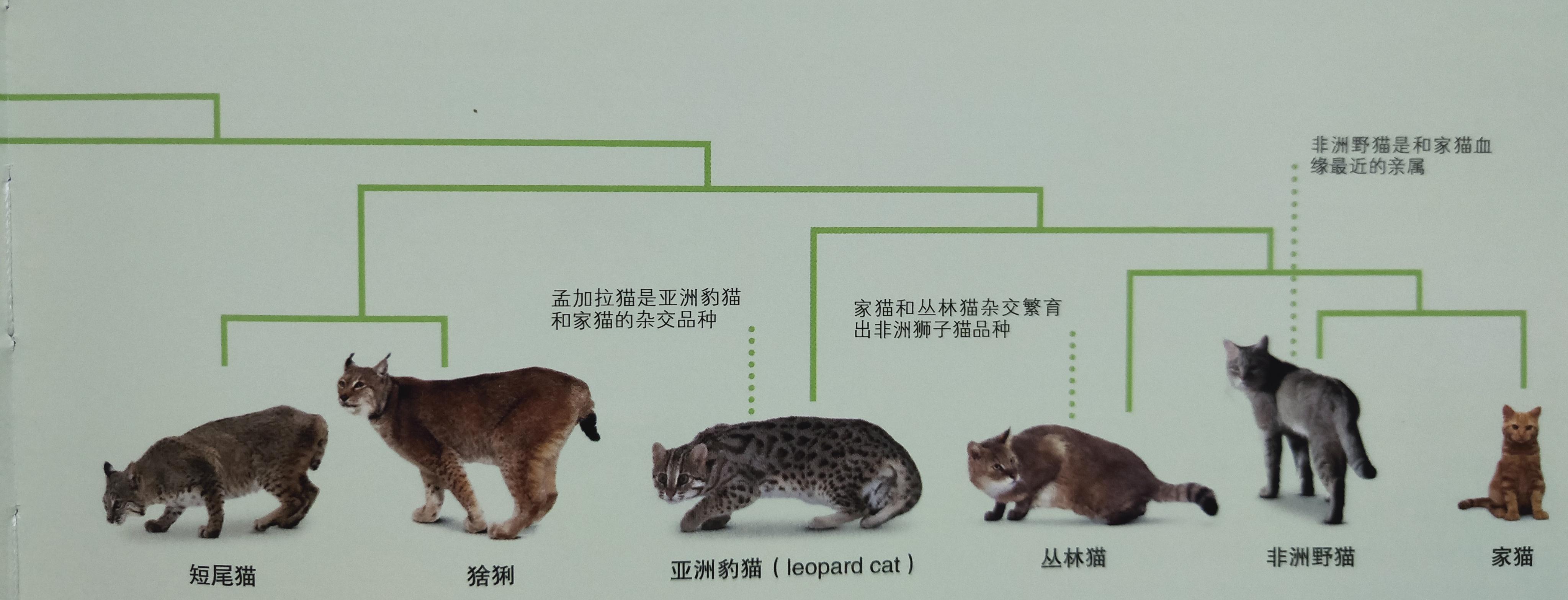 有些人家里养了非常多的猫咪,很多人都养猫咪的原因