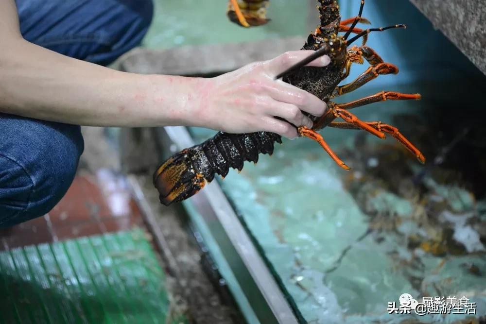 世界上的各种龙虾,世界上最大龙虾