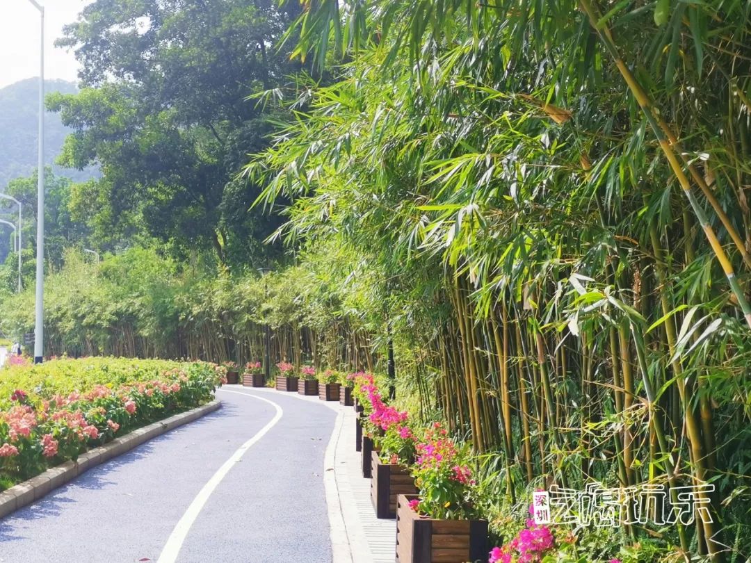 深圳最美簕杜鹃谷公园花海,宝安区花海赏花景点
