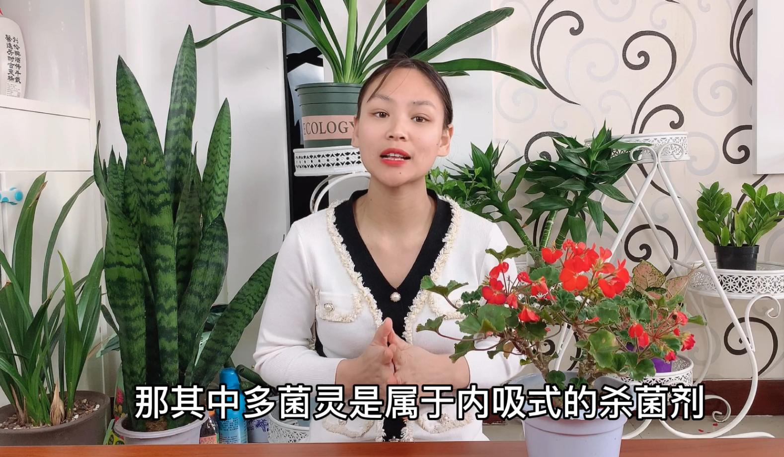 花土里长霉菌,花长霉菌了怎么办小妙招