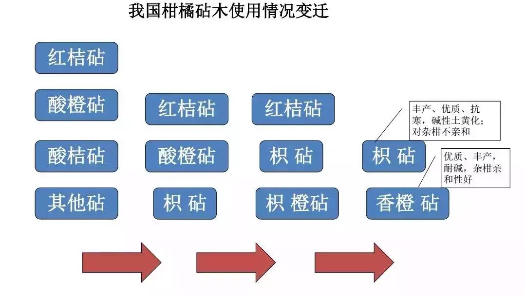 金秋砂糖桔砧木用什么好,香橙和枳壳砧木嫁接沃柑哪个更好