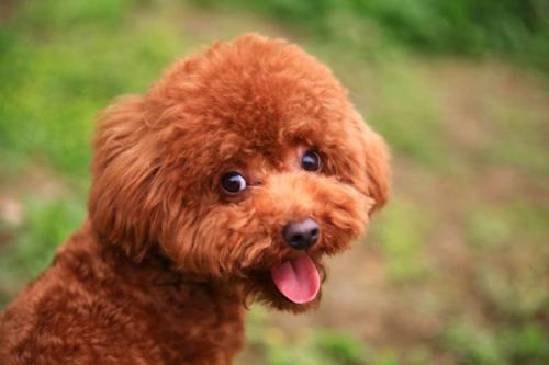 泰迪生病了一直躲着自己睡觉,泰迪命短的坏习惯有哪些