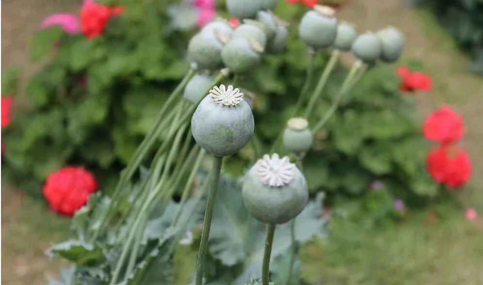 *粟罂**籽在国外这么火，在国内是合法的调料吗？