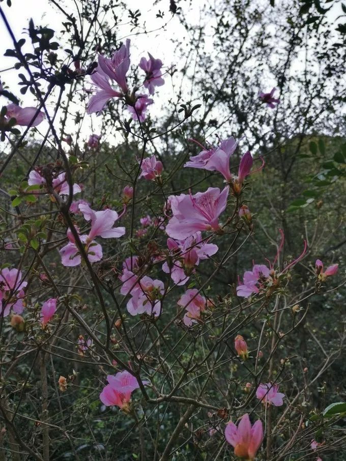 上海自驾舟山桃花岛游路线推荐,从上海去桃花岛如何安排行程