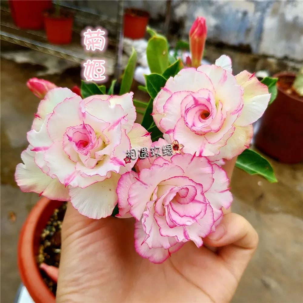 84个沙漠玫瑰品种，收起来慢慢看，待到来年春天选几种喜欢的养