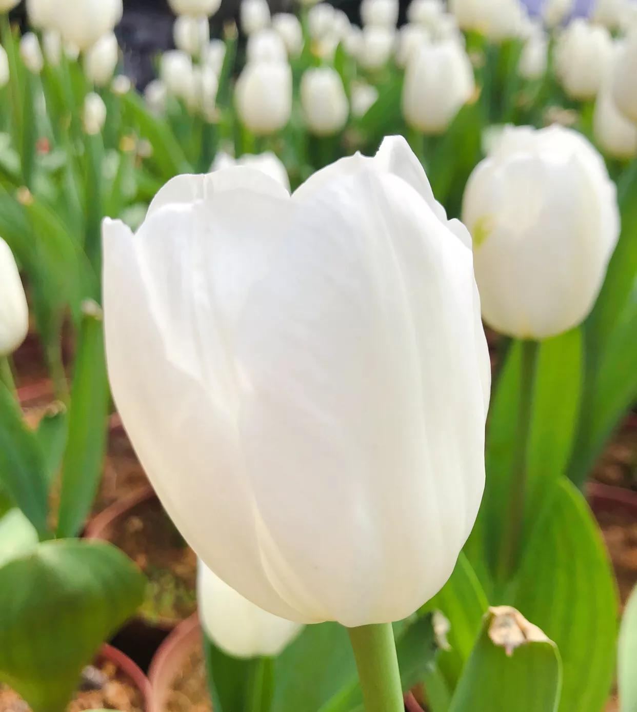 粉色郁金香花语搭配粉色玫瑰,郁金香的花貌和郁金香的花语